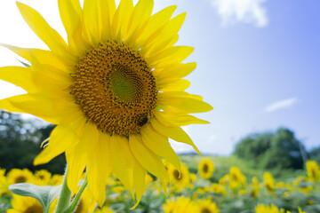 Beautiful Sunflower in summer in Japan