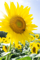 Naklejka premium Beautiful Sunflower in summer in Japan