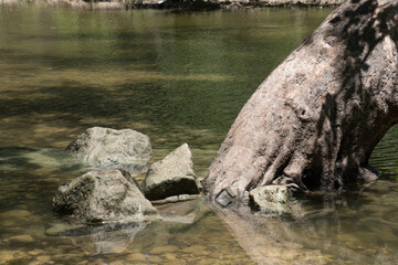 rock piled onto the roots of a tree growing in a stream