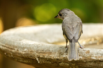 Back View of an Eastern Phoebe Perched on a Bird Bath.