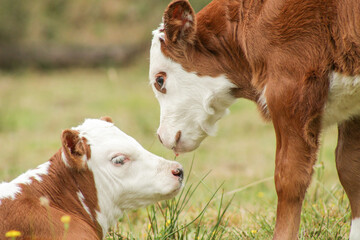 calves kissing  © joaquin