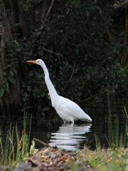 great white heron