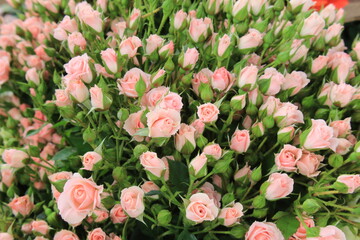 Fototapeta premium fields of pink mini roses