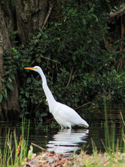 great white heron