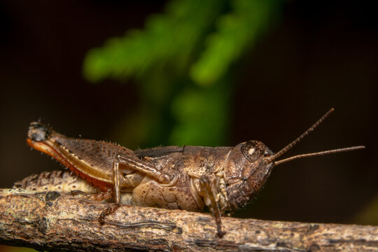 Light brown grasshopper with sparkling eyes