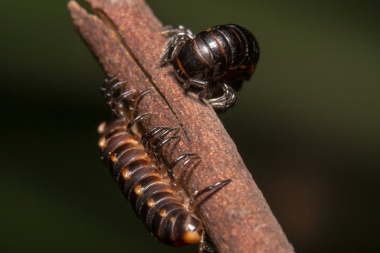 Black Portuguese millipedes curling up on a dry stick
