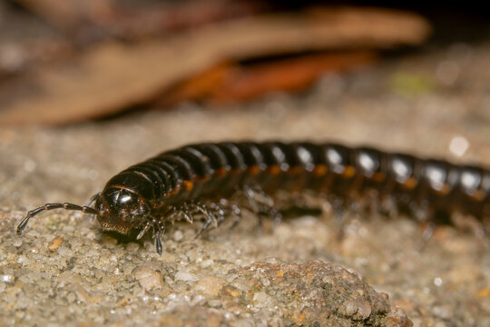Black Portuguese millipedes in Australia
