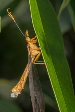 Full body shot of an orange crane fly