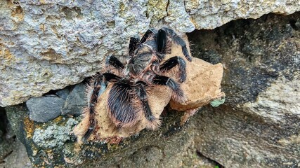 photo of a wild black tarantula