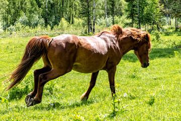 Fototapeta premium horse in the meadow