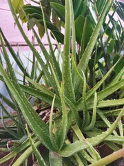 close up of aloe vera