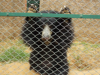 Indian bear in zoo close up shots against fence
