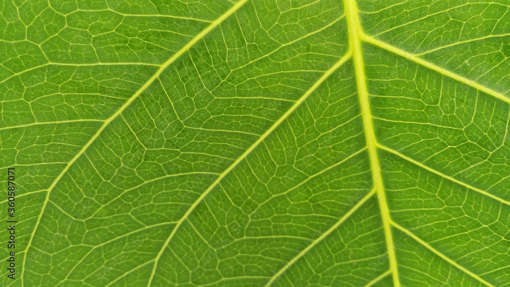 Wall mural Green bodhi leaf close up