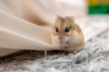 Fototapeta na wymiar Hamster eating food
