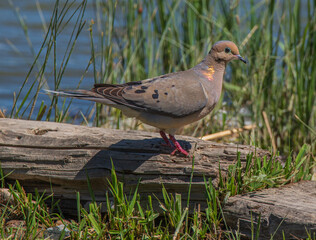 a dove next to the river