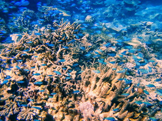 Coral reef in Somosomo Strait off the coast of Taveuni Island, Fiji