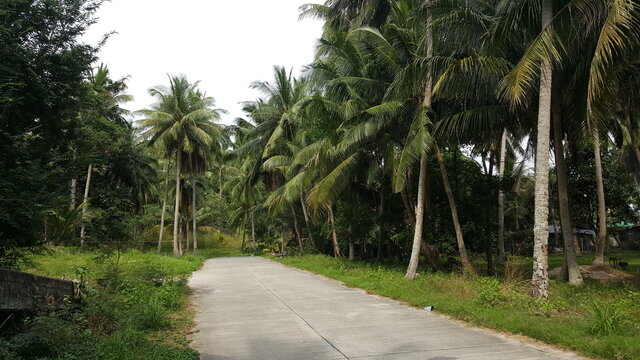 Djungle Road Koh Phangan 