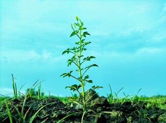 green grass and blue sky