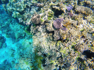 Coral reef off the coast of Gee island in Ouvea lagoon, Loyalty Islands, New Caledonia