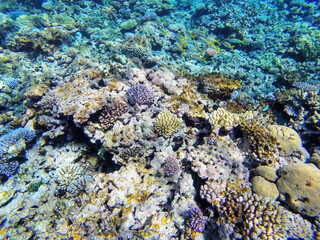 Coral reef off the coast of Gee island in Ouvea lagoon, Loyalty Islands, New Caledonia
