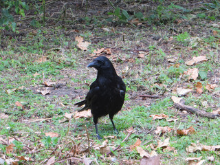 black crow looking for food among the green lawn and copy spase