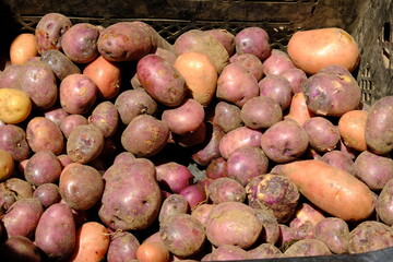 pile of potatoes in a basket. Potatoes are a source of carbohydrates that can be processed into various foods. purple skin potato, typical of the Dieng plateau, Central Java, Indonesia.