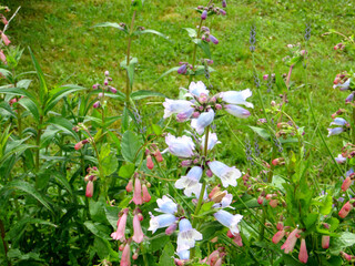 blue and pink bells on a summer flowerbed on a blurred green background