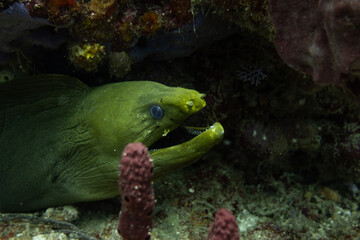 Green Moray