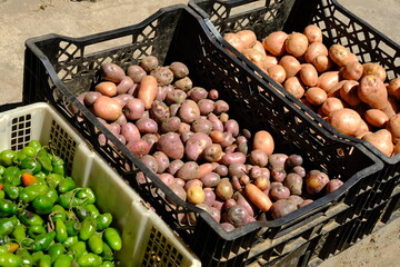 pile of potatoes in a basket. Potatoes are a source of carbohydrates that can be processed into various foods. purple skin potato, typical of the Dieng plateau, Central Java, Indonesia.