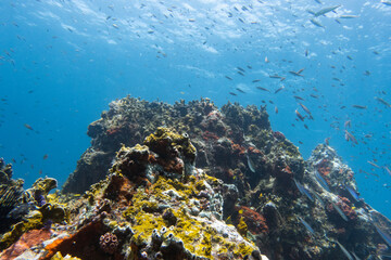 Fototapeta na wymiar coral reef In Carriacou
