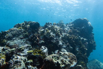 Fototapeta na wymiar coral reef In Carriacou