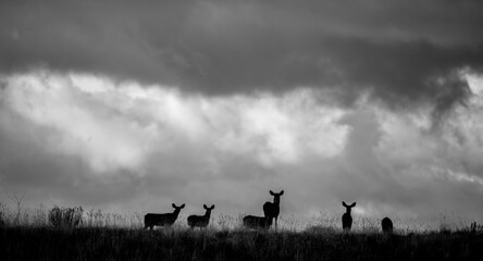 Fototapeta na wymiar Mule deer standing on the horizon of dark clouds.