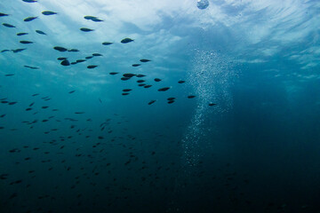 underwater scene with bubbles