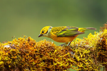 Silver-throated tanager (Tangara icterocephala) sitting on a branch