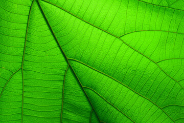 Fototapeta na wymiar Closeup green leaf for the design, including copying the text