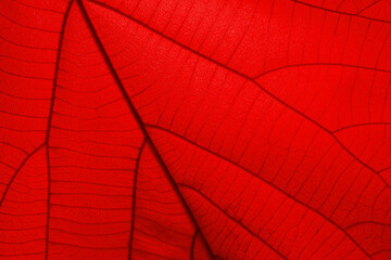 Red leaf, close up for design, including copying text