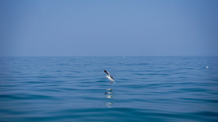 seagull in sea