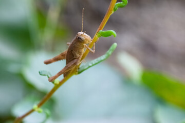 Common green grasshopper on plant flower leaf, insect animal garden ecology, environment grass close up arthropods wildlife