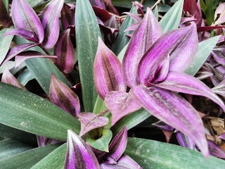 Obraz premium purple flowers in the garden