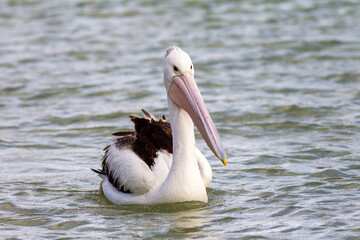 A pelican in the River Murray at Paringa in the River Land South Australia on the 21st June 2020