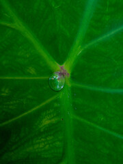 water drop on taro leaf