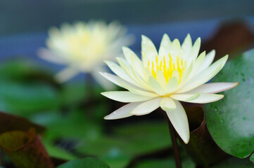 A Blooming White Water Lily
