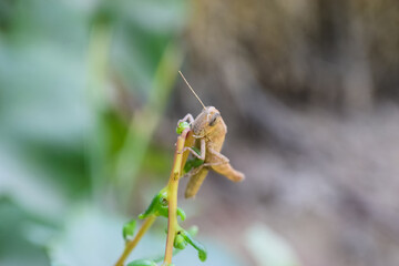 Common green grasshopper on plant flower leaf, insect animal garden ecology, environment grass close up arthropods wildlife