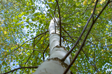 Fototapeta premium birch trunk against the sky
