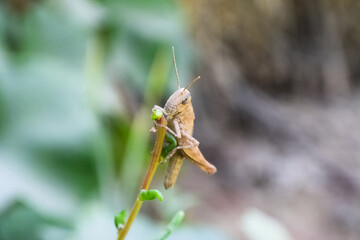 grasshopper on plant flower leaf, insect animal garden ecology, environment grass close up arthropods wildlife