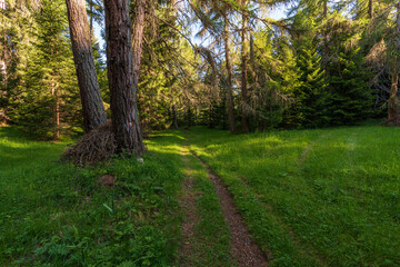 Walking trail leading through the forest from Monte Penegal to Monte Macaion in Italian South Tyrol.