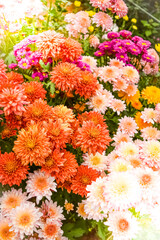 Soft blur of chrysanthemum flowers