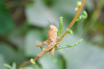 lucust grasshopper on plant flower leaf, insect animal garden ecology, environment grass close up arthropods wildlife