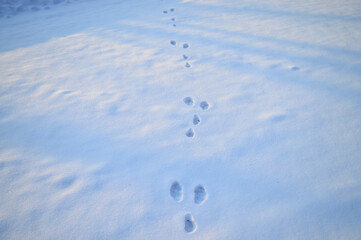 Traces of a hare on a snow in the winter in the forest