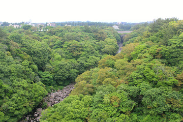 Fototapeta na wymiar The high angle forest at Cheonjeyeon Falls. jeju island . korea